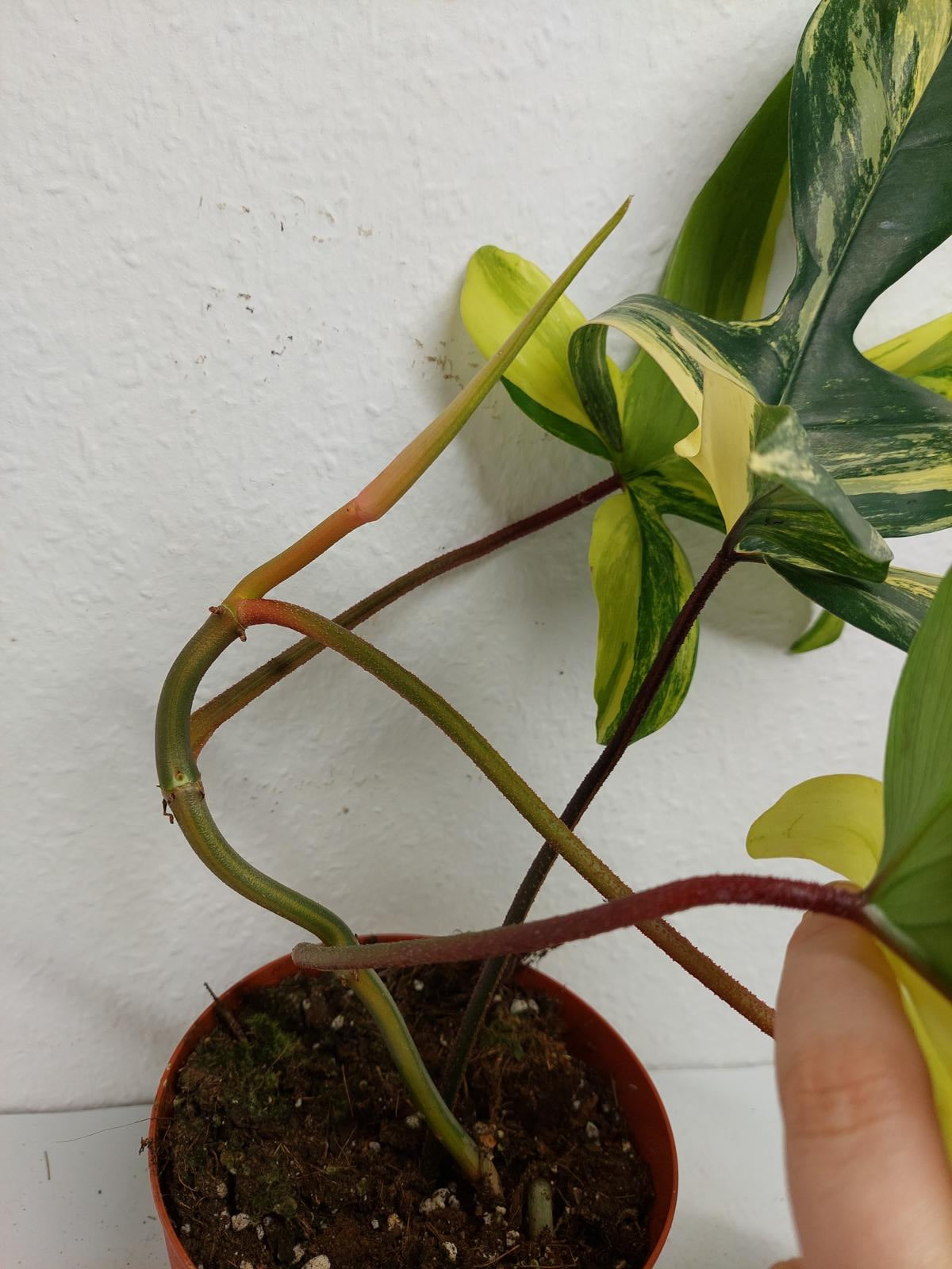 Philodendron Florida Beauty