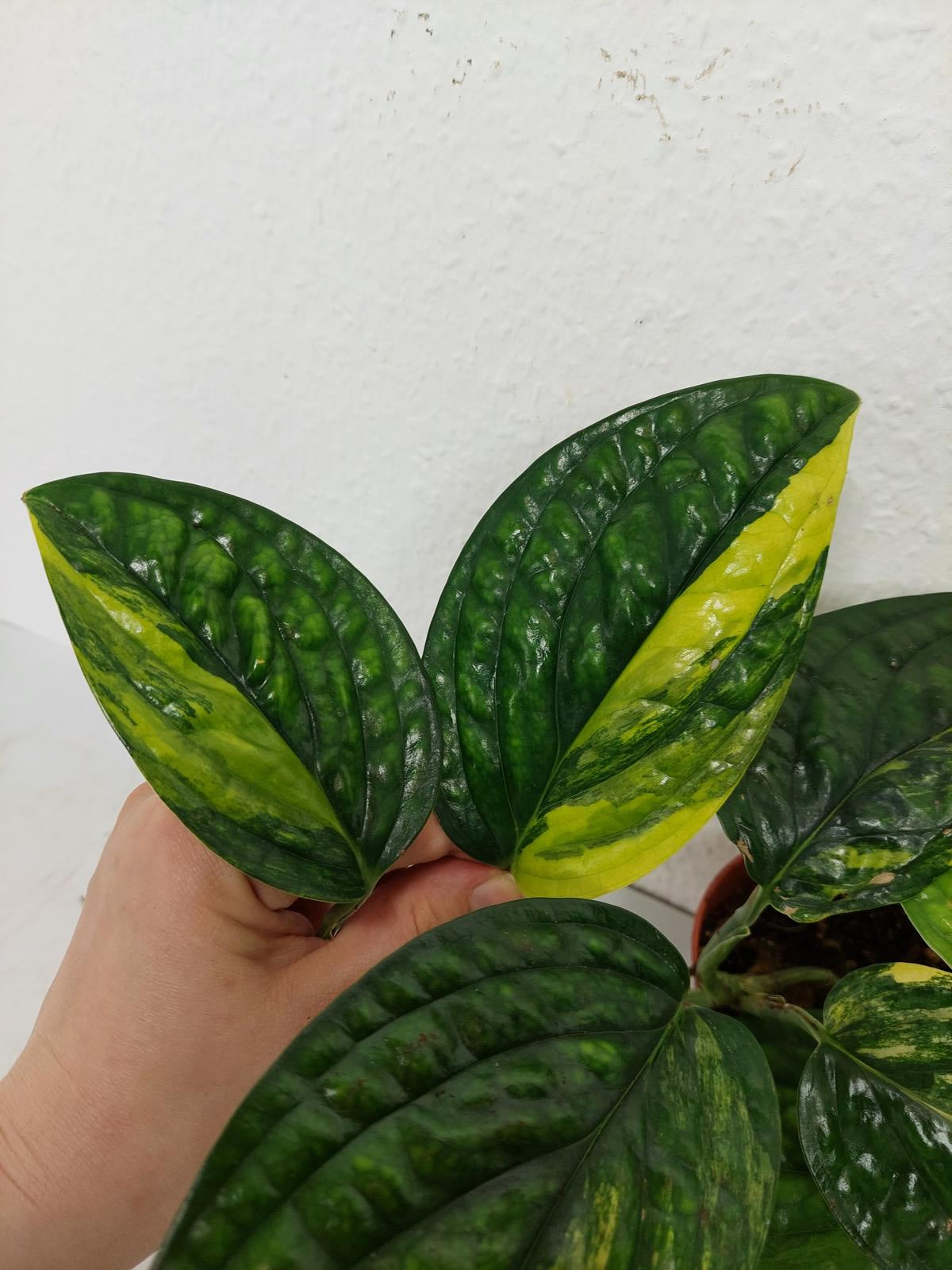 Monstera Karstenianum Peru Variegata