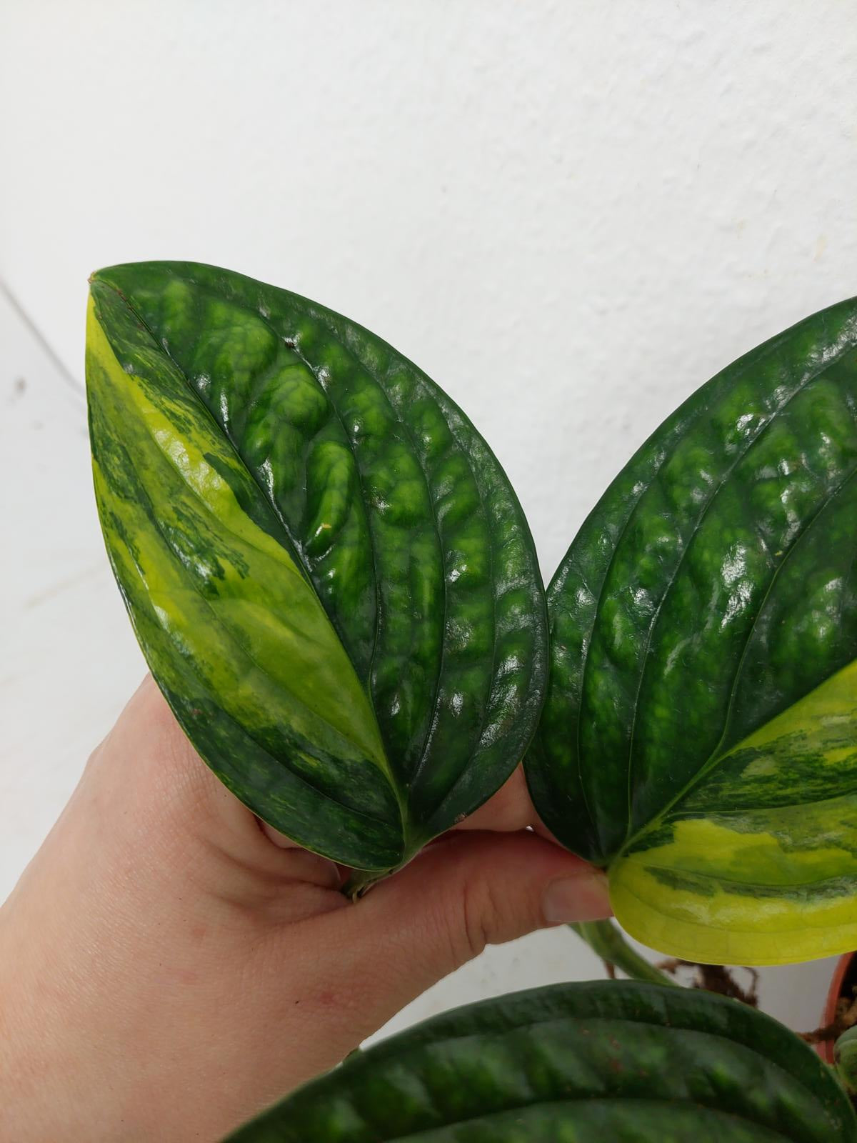 Monstera Karstenianum Peru Variegata