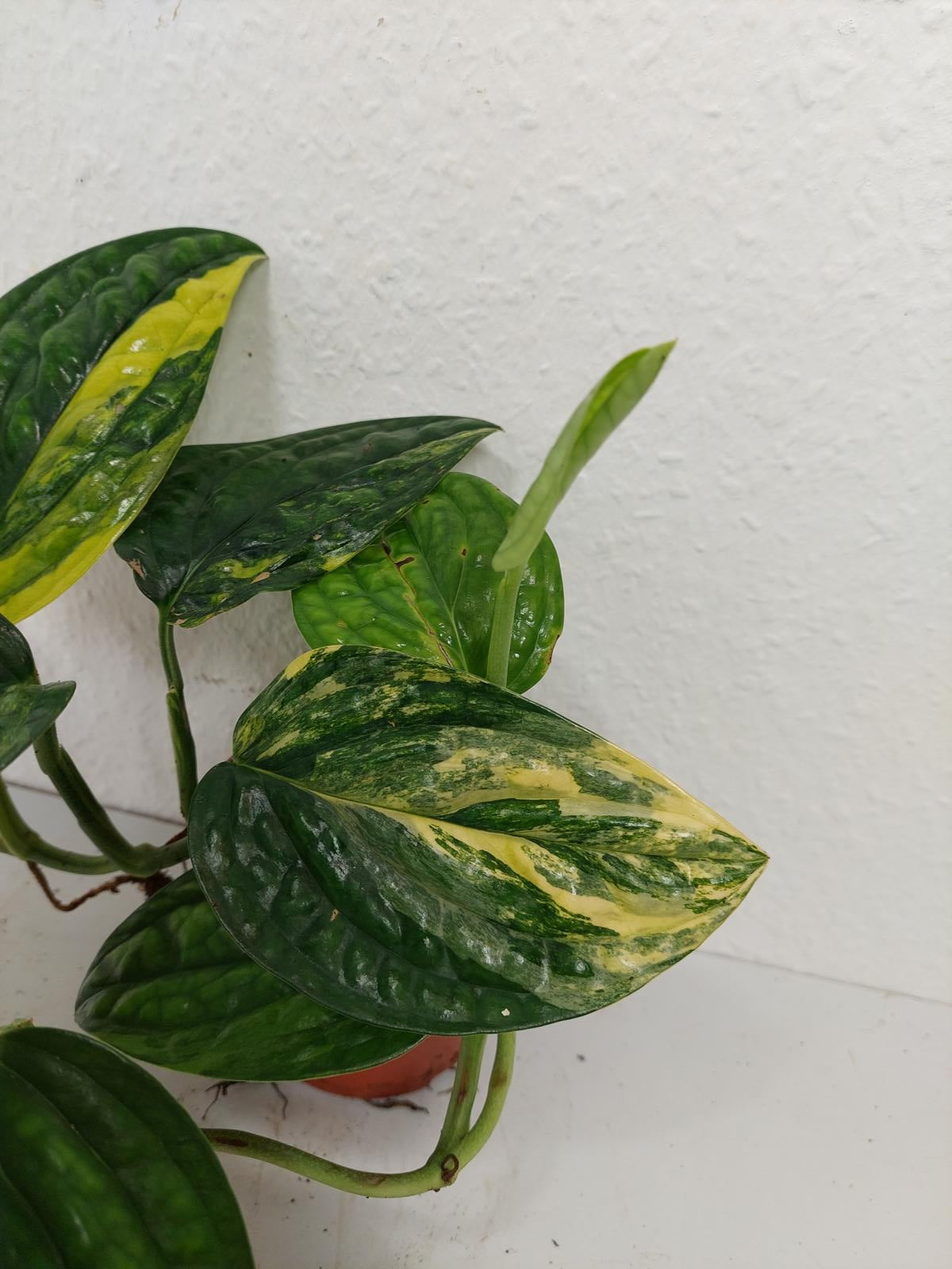 Monstera Karstenianum Peru Variegata