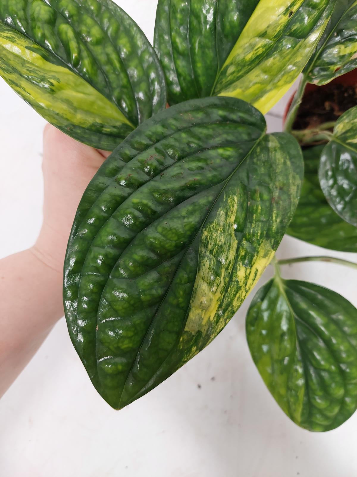 Monstera Karstenianum Peru Variegata