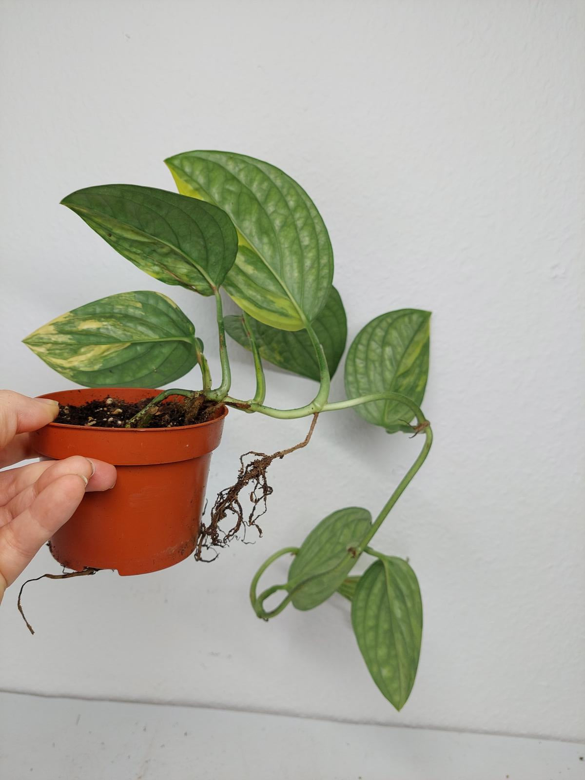 Monstera Karstenianum Peru Variegata