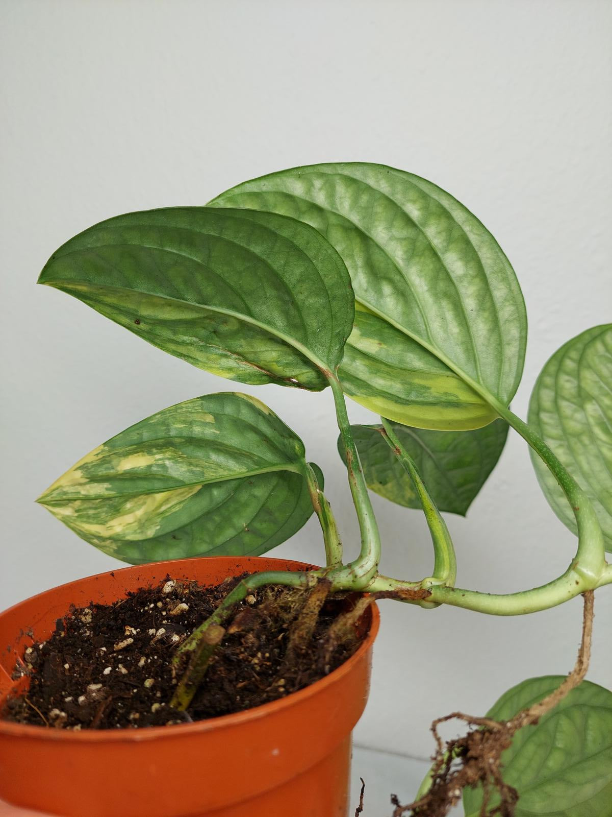 Monstera Karstenianum Peru Variegata