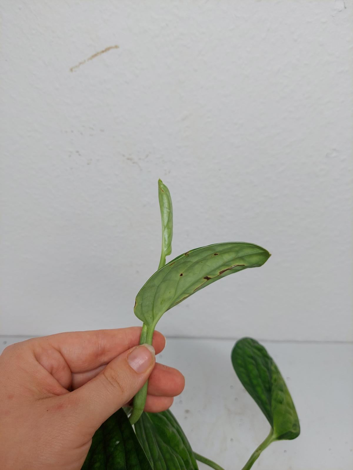 Monstera Karstenianum Peru Variegata