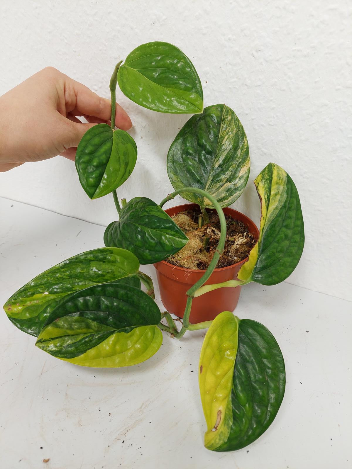 Monstera Karstenianum Peru Variegata