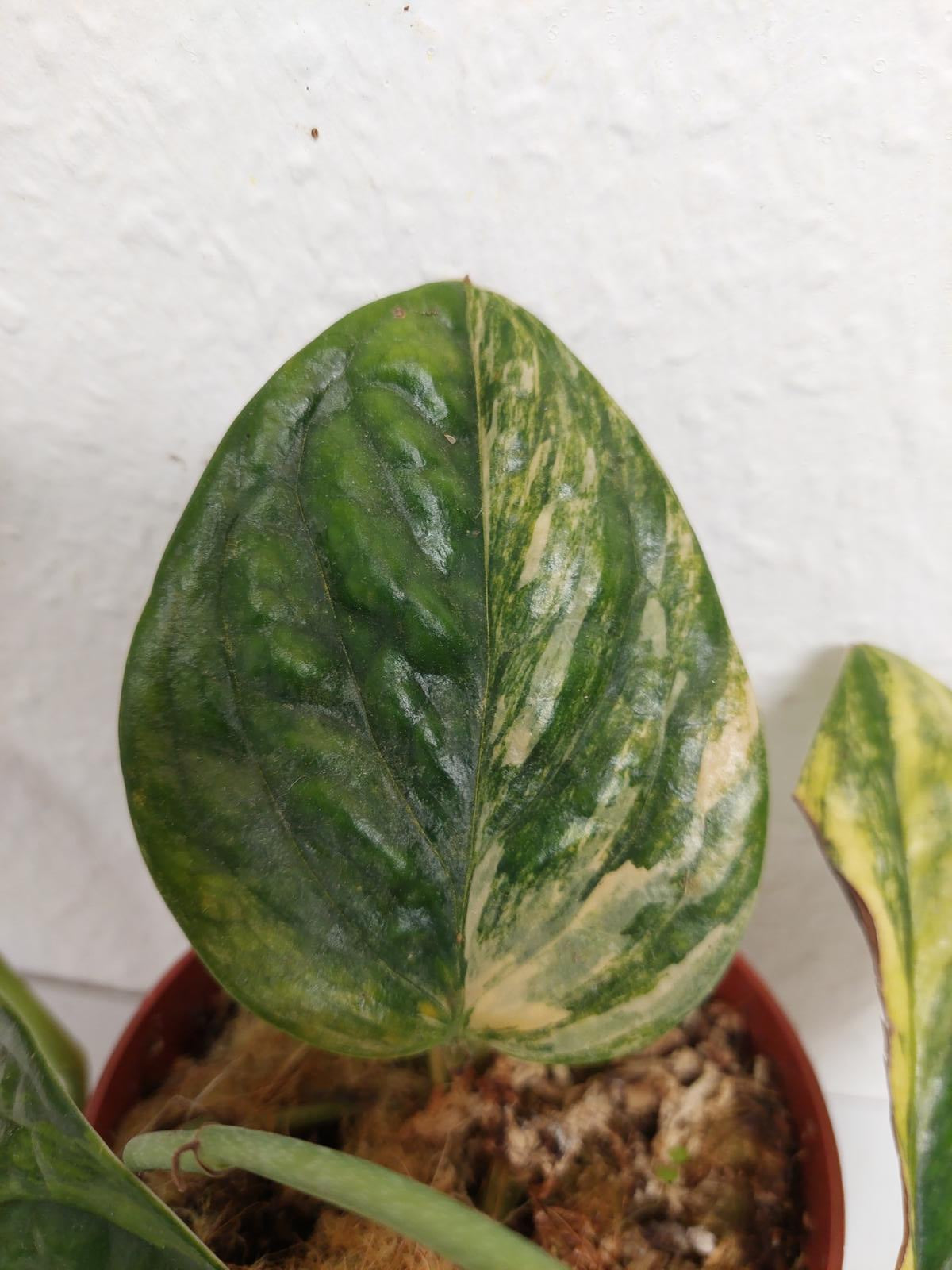 Monstera Karstenianum Peru Variegata