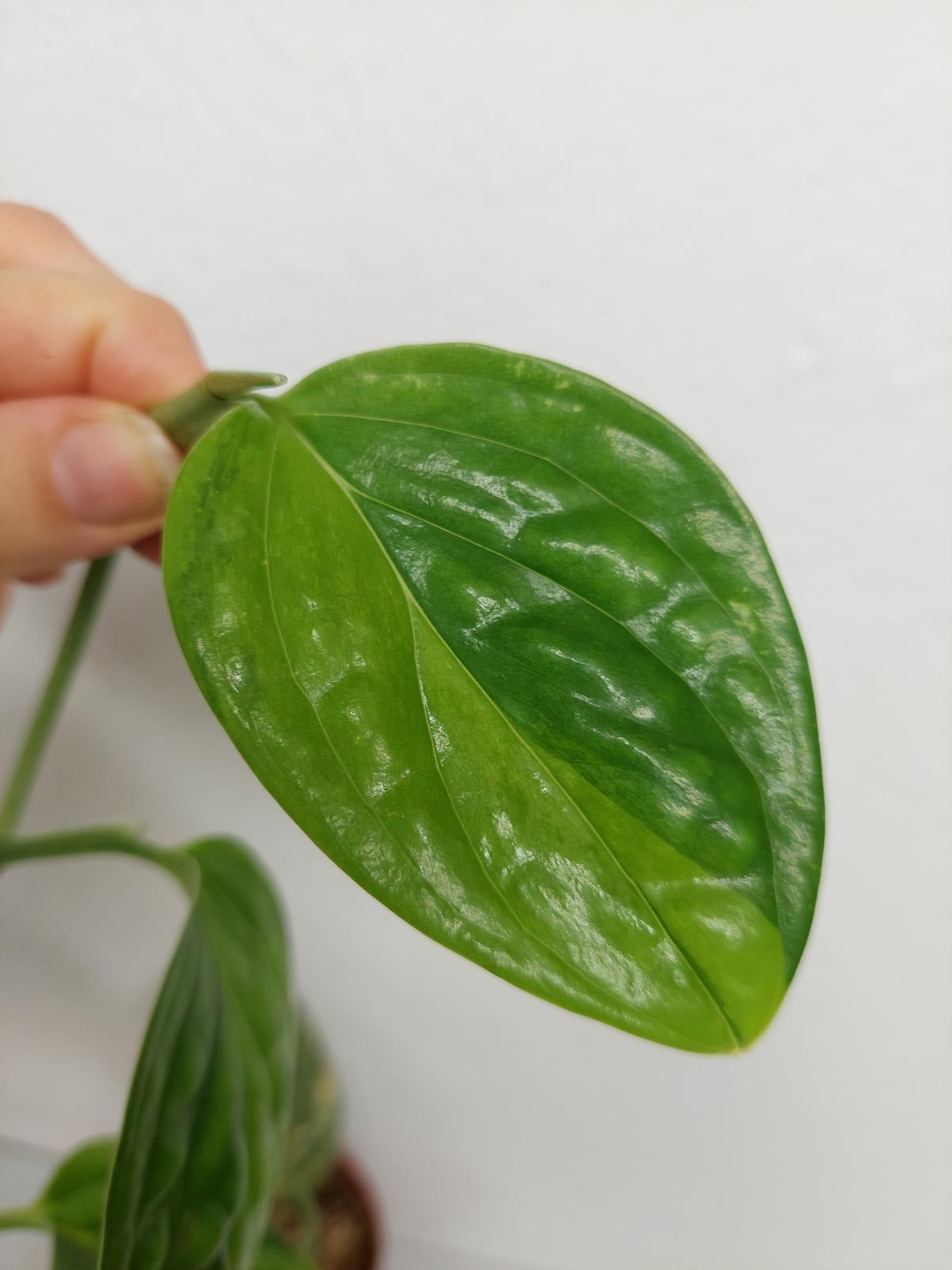 Monstera Karstenianum Peru Variegata