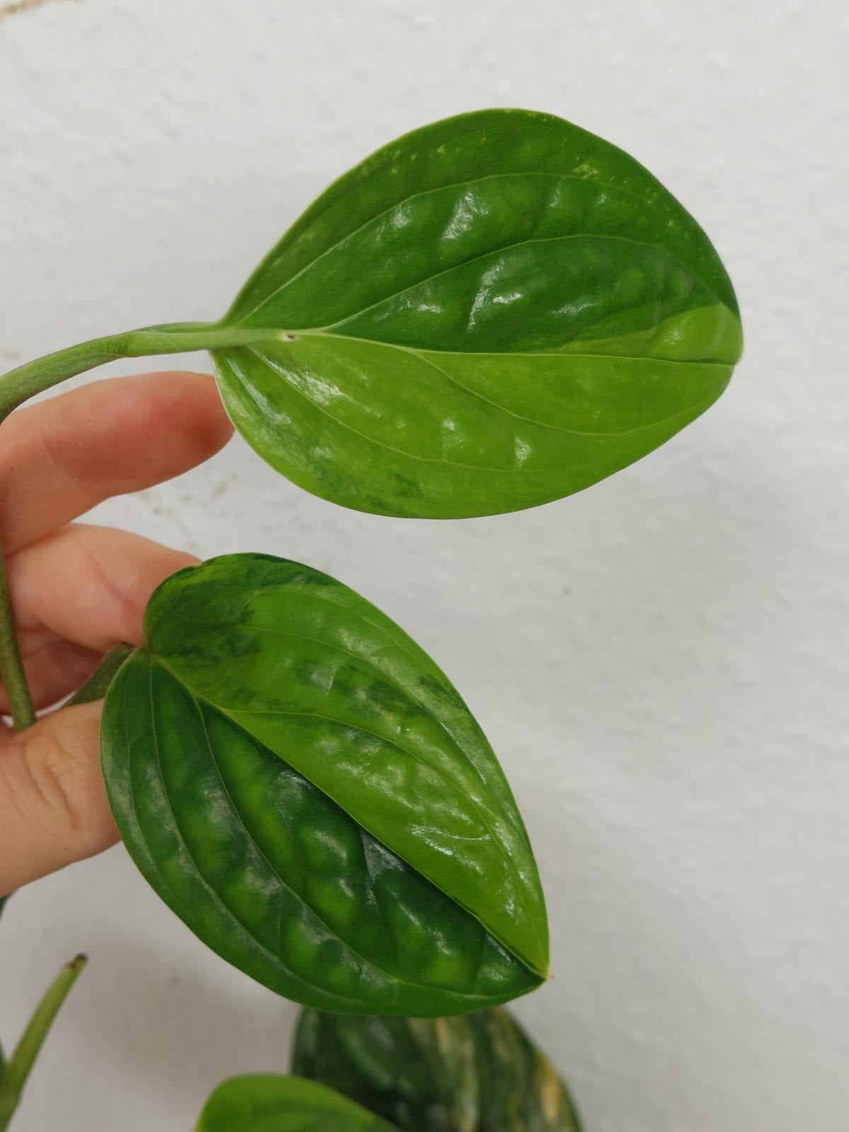 Monstera Karstenianum Peru Variegata