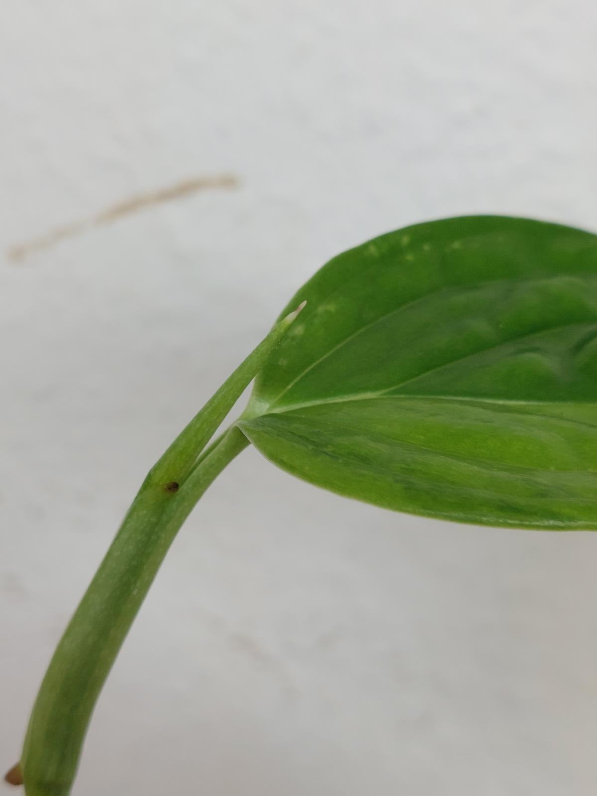 Monstera Karstenianum Peru Variegata