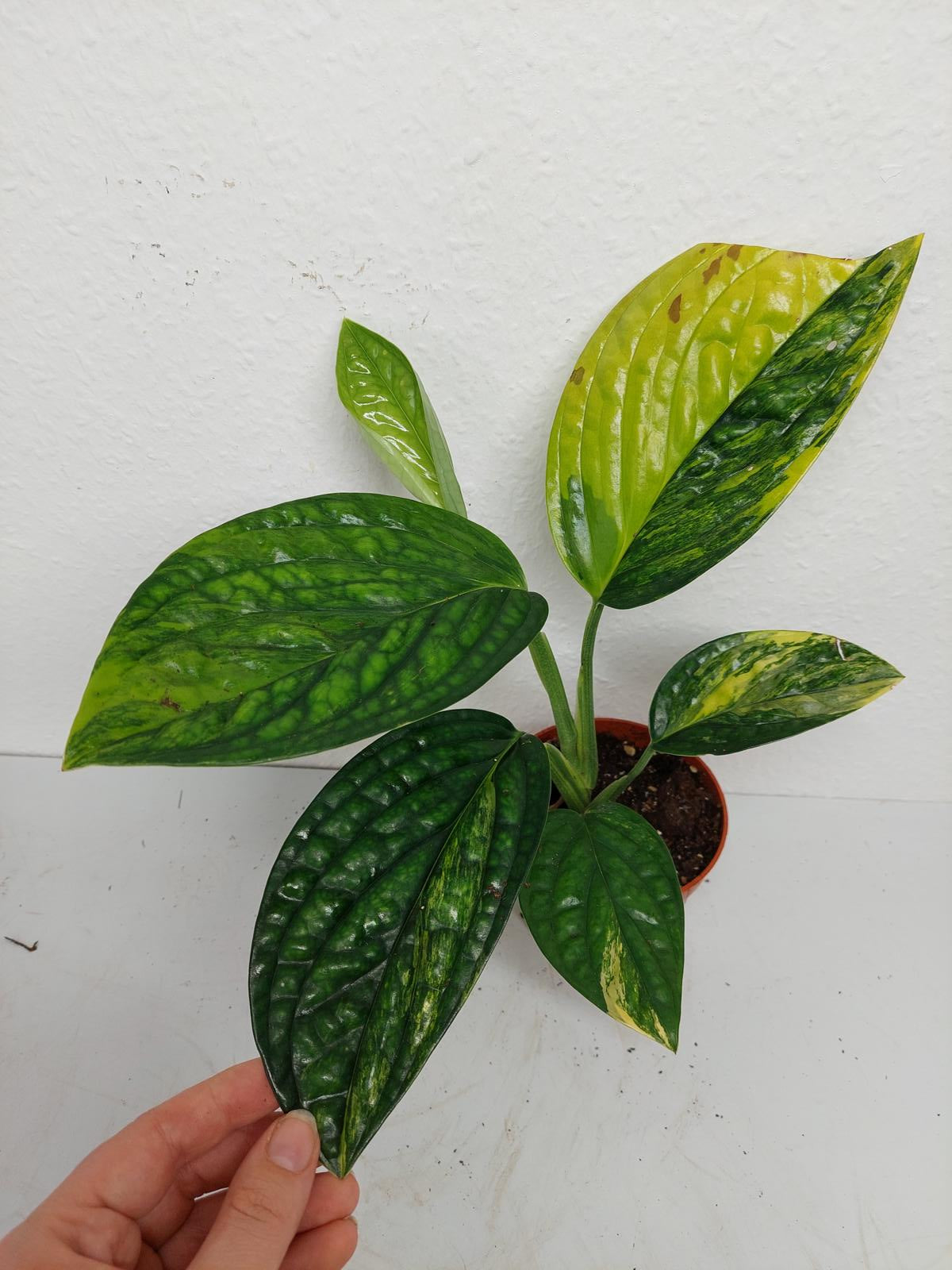 Monstera Karstenianum Peru Variegata