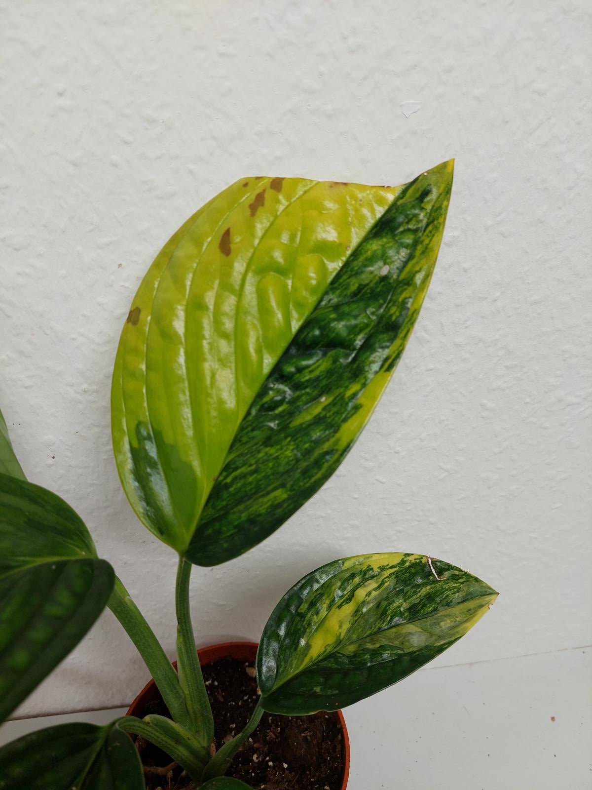 Monstera Karstenianum Peru Variegata