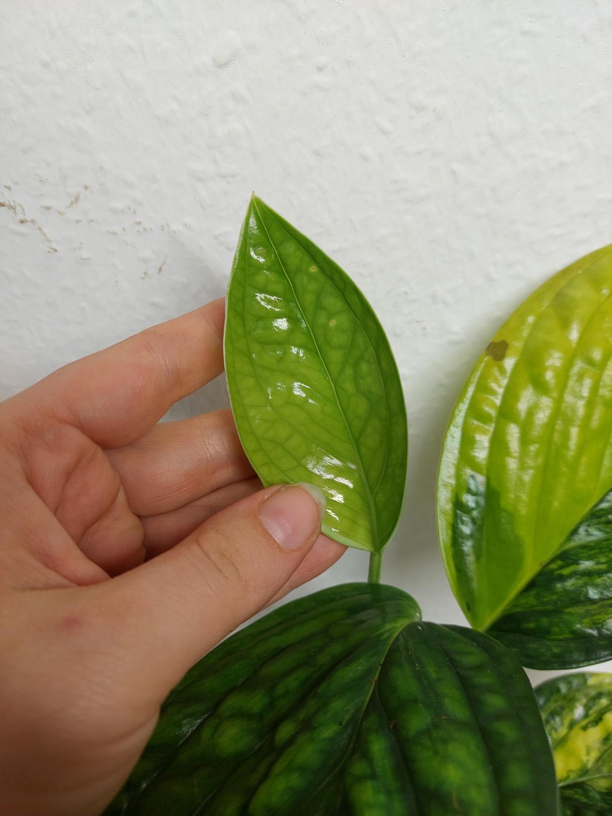 Monstera Karstenianum Peru Variegata