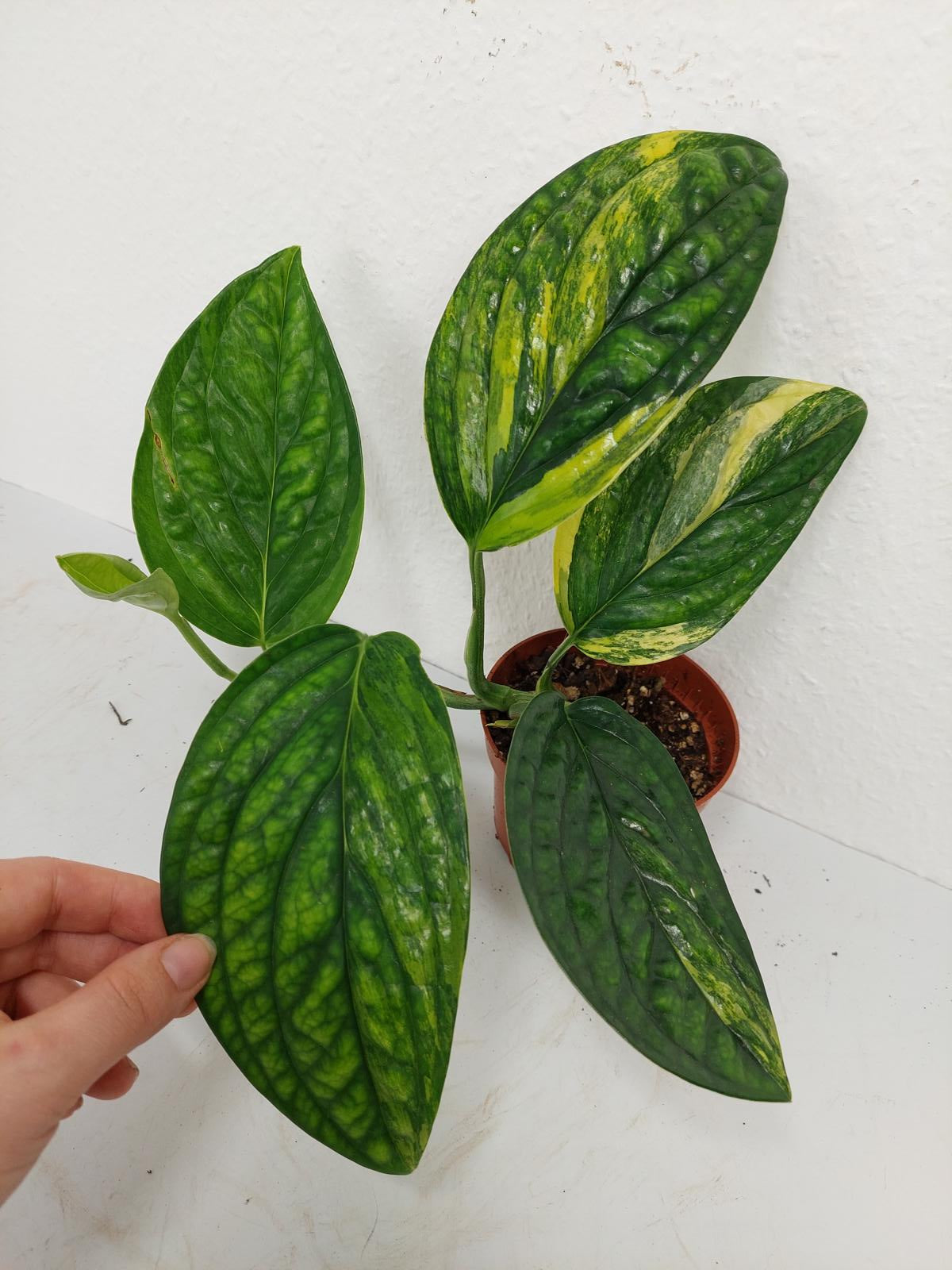 Monstera Karstenianum Peru Variegata