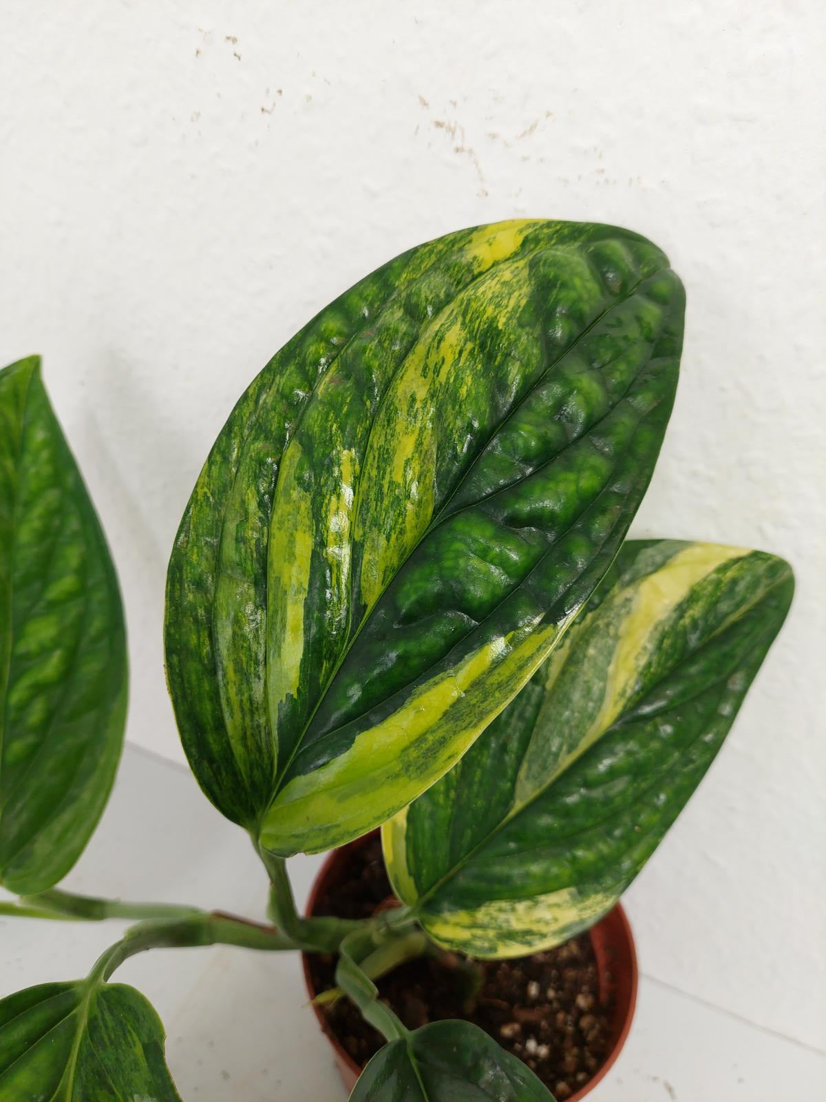 Monstera Karstenianum Peru Variegata