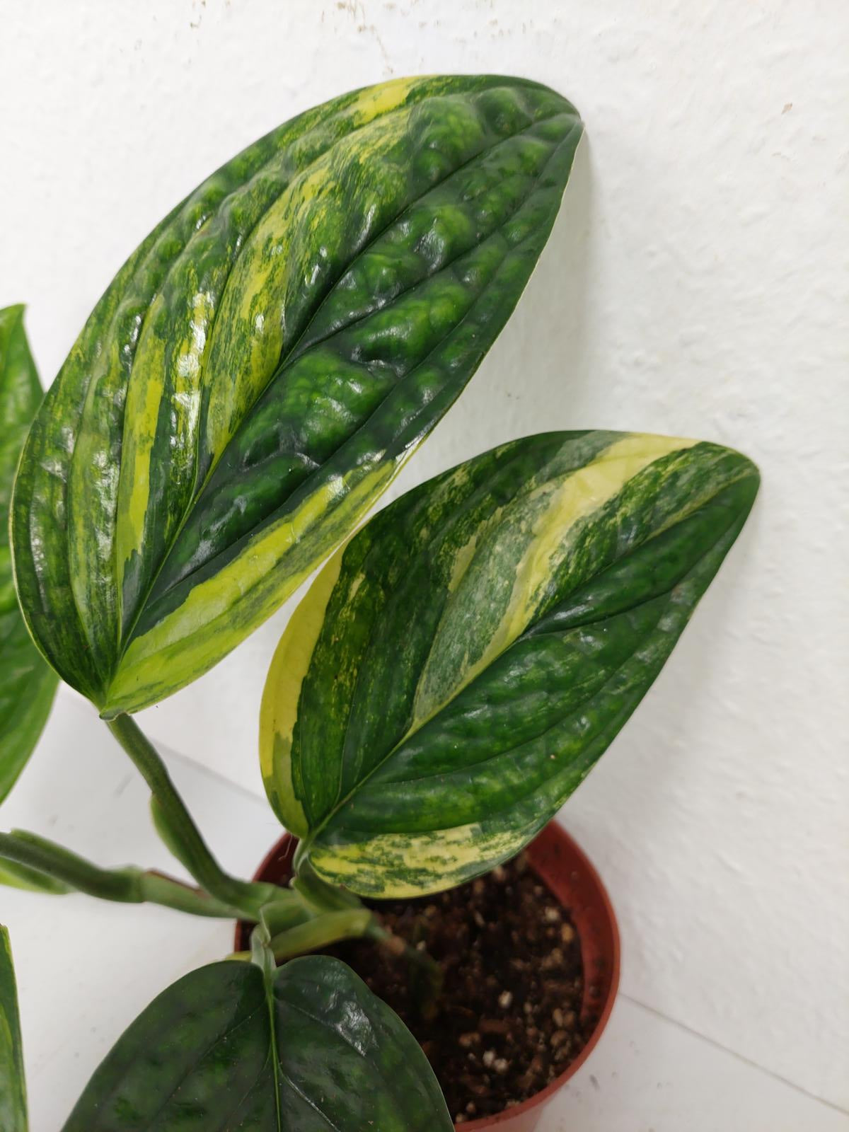 Monstera Karstenianum Peru Variegata