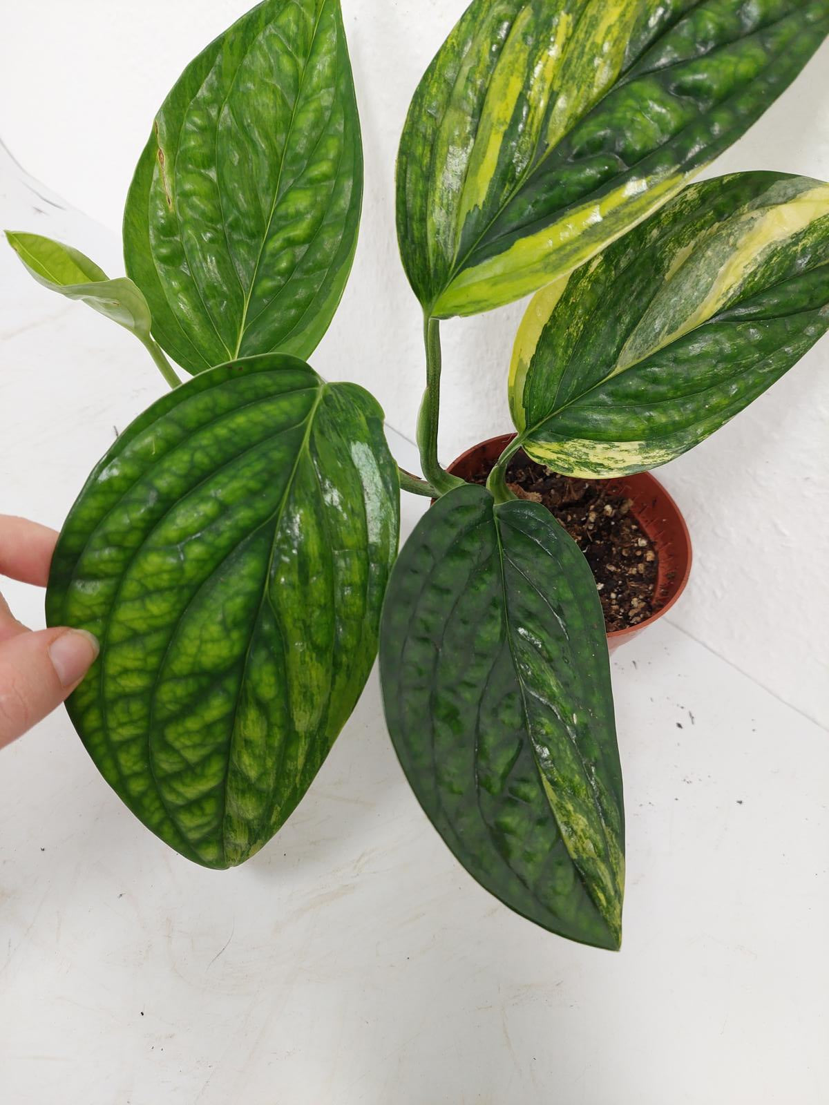 Monstera Karstenianum Peru Variegata