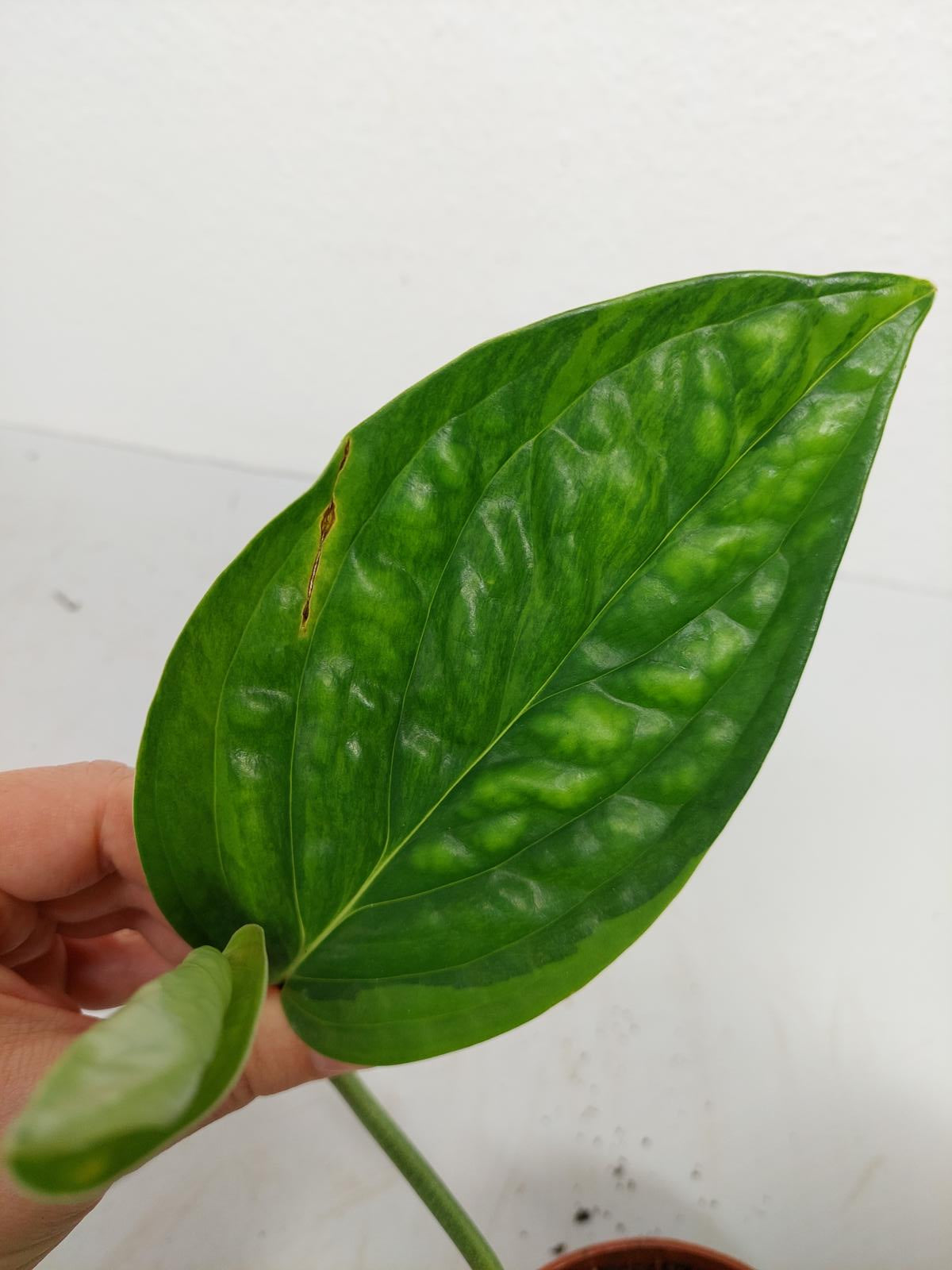 Monstera Karstenianum Peru Variegata