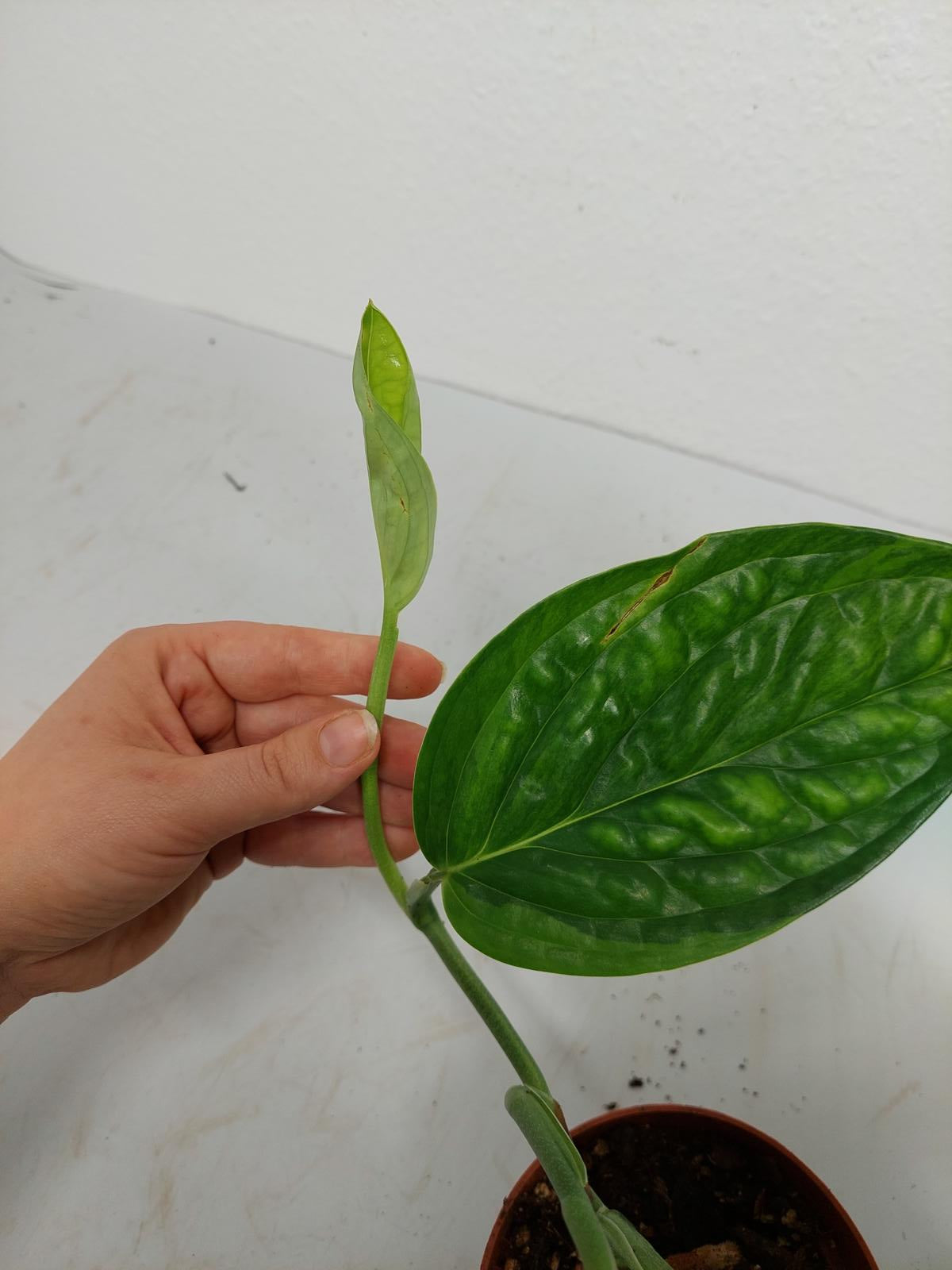 Monstera Karstenianum Peru Variegata