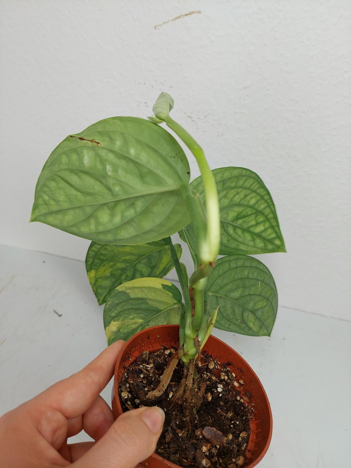 Monstera Karstenianum Peru Variegata