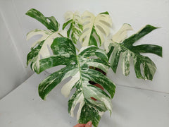 Monstera Variegata (zum aussuchen)