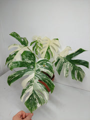 Monstera Variegata (zum aussuchen)