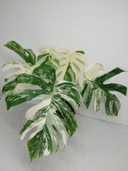 Monstera Variegata (zum aussuchen)