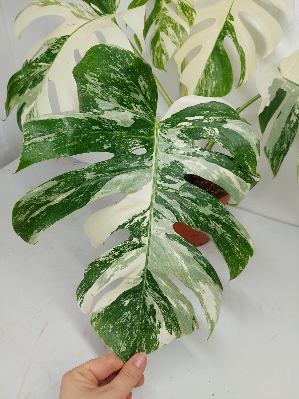 Monstera Variegata (zum aussuchen)