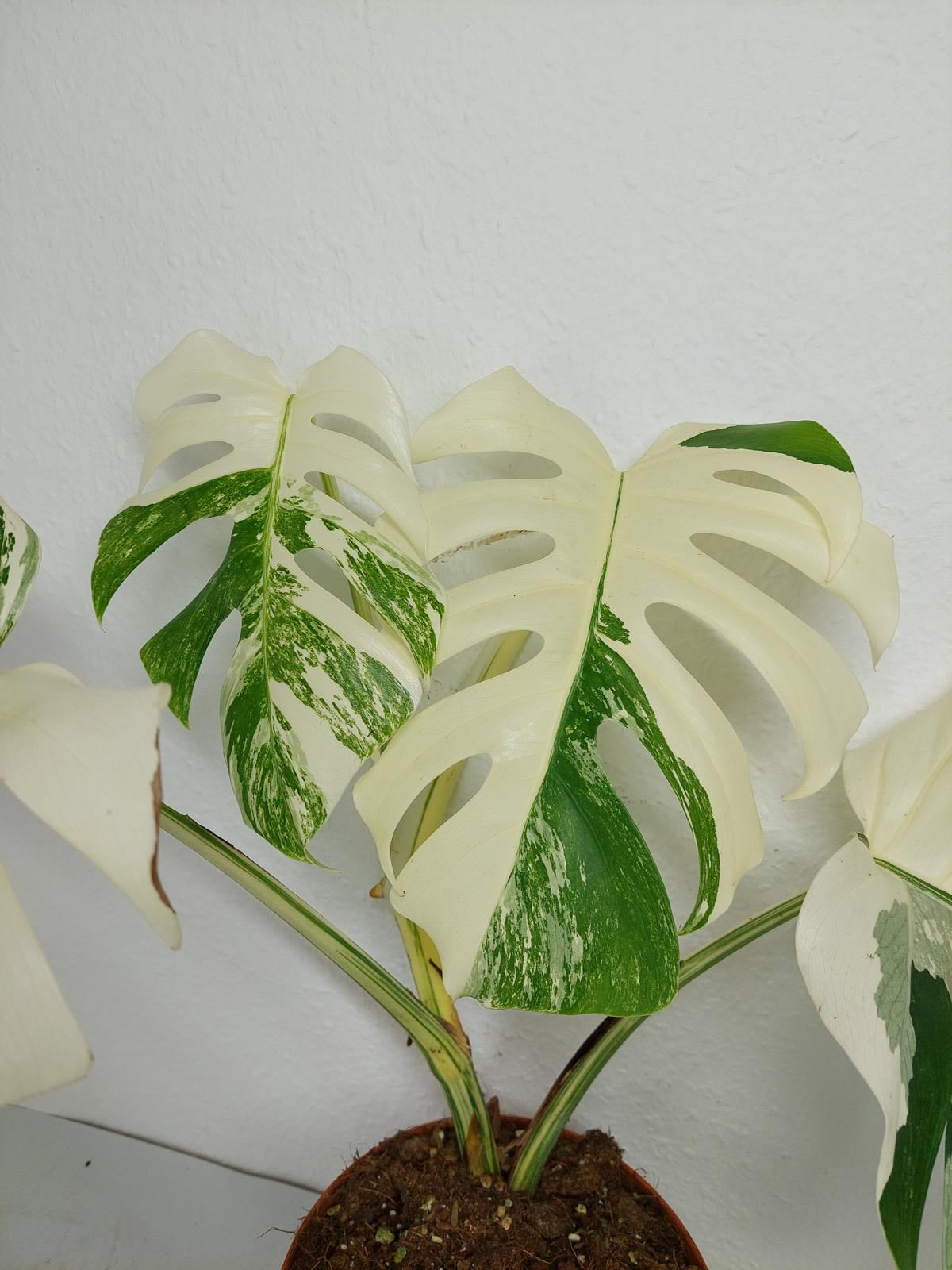 Monstera Variegata (zum aussuchen)