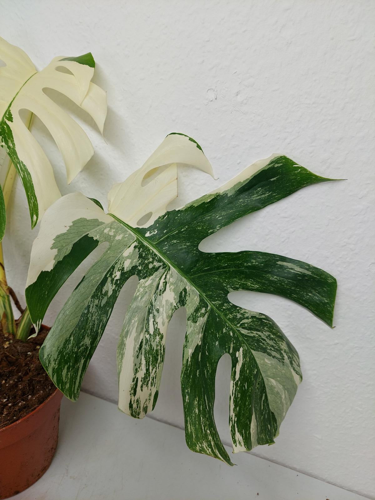 Monstera Variegata (zum aussuchen)