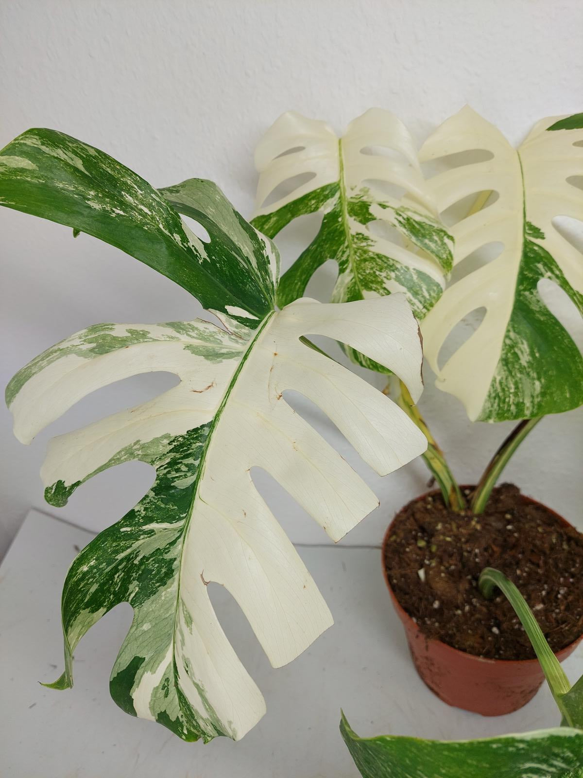 Monstera Variegata (zum aussuchen)