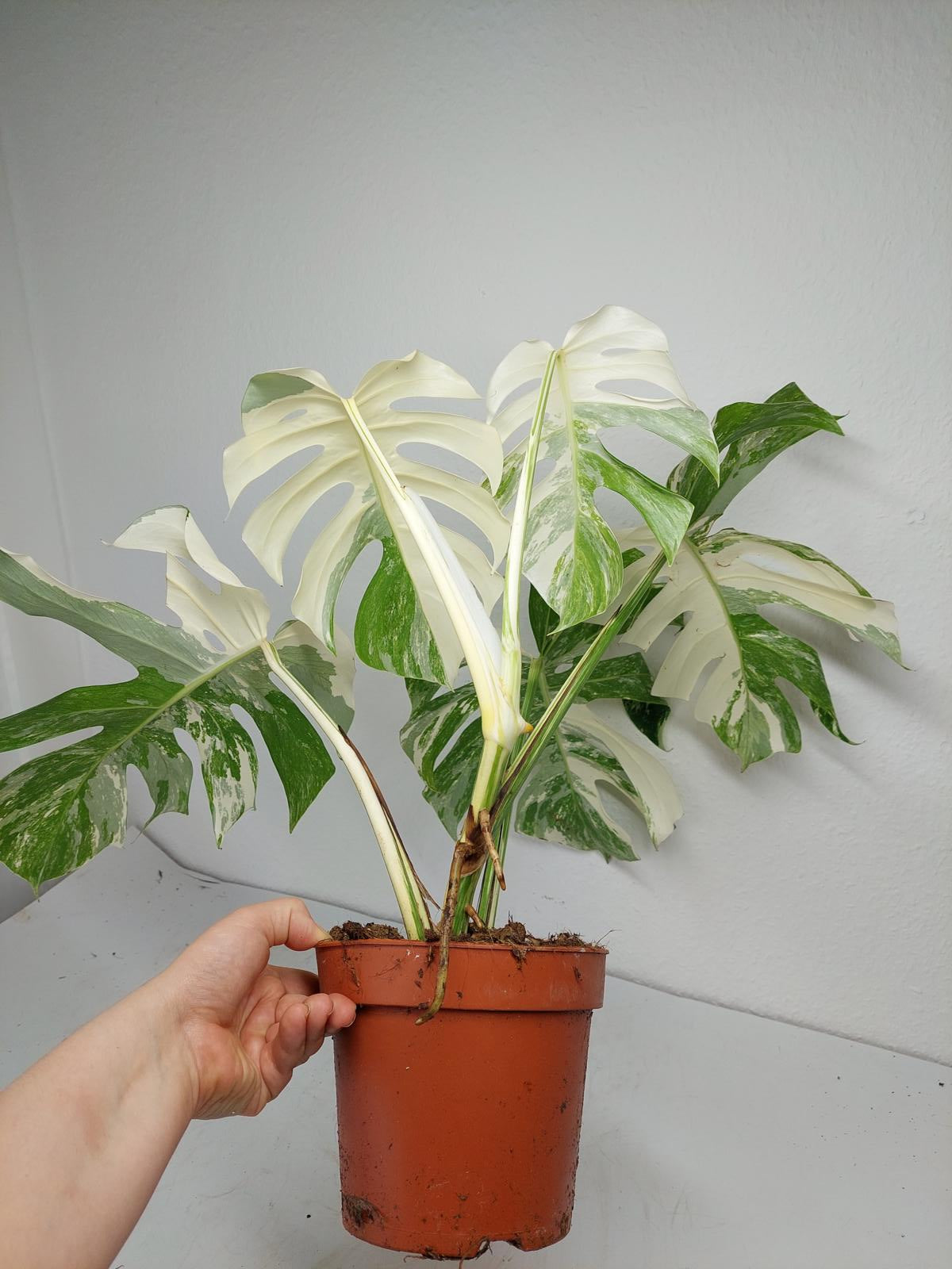 Monstera Variegata (zum aussuchen)