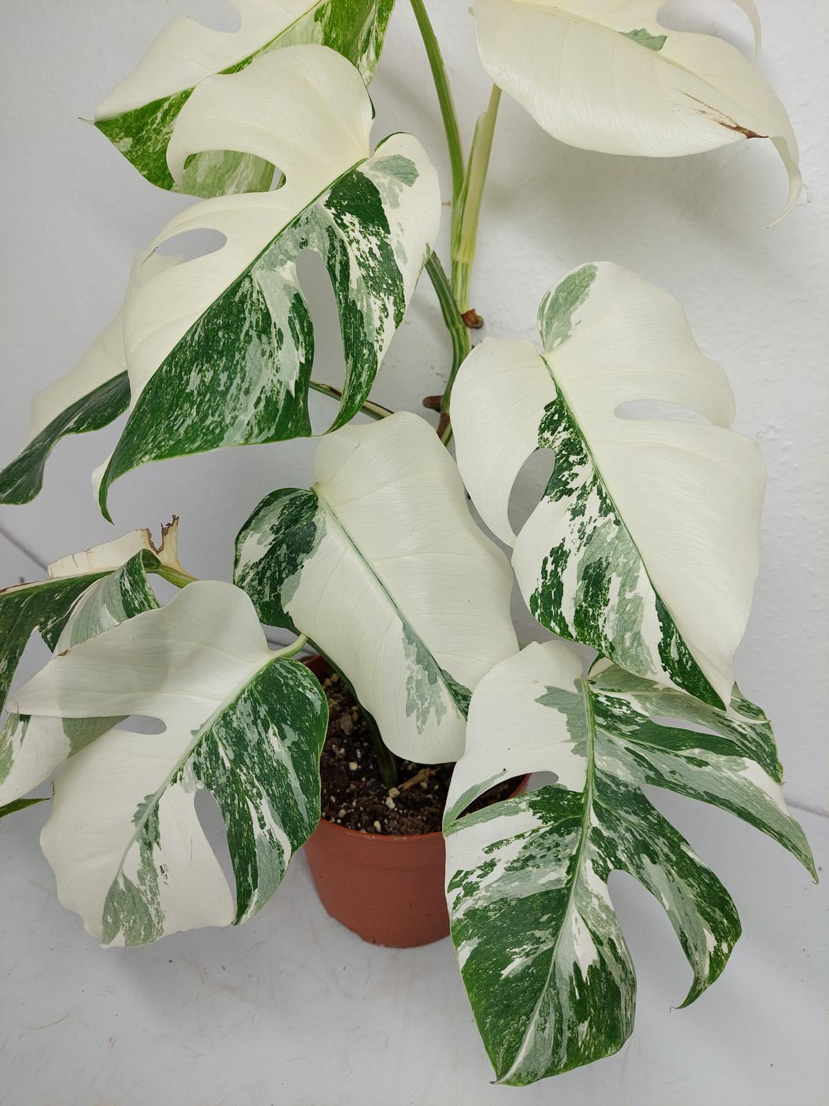 Monstera Variegata (zum aussuchen)