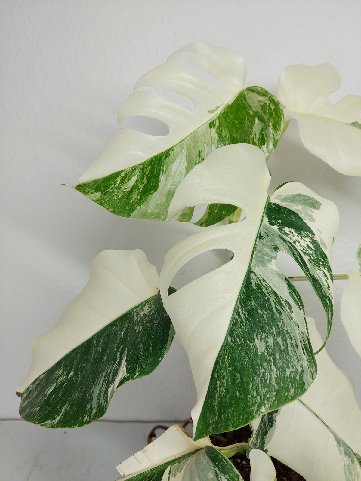 Monstera Variegata (zum aussuchen)