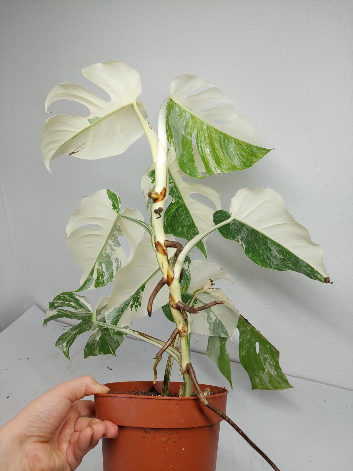 Monstera Variegata (zum aussuchen)