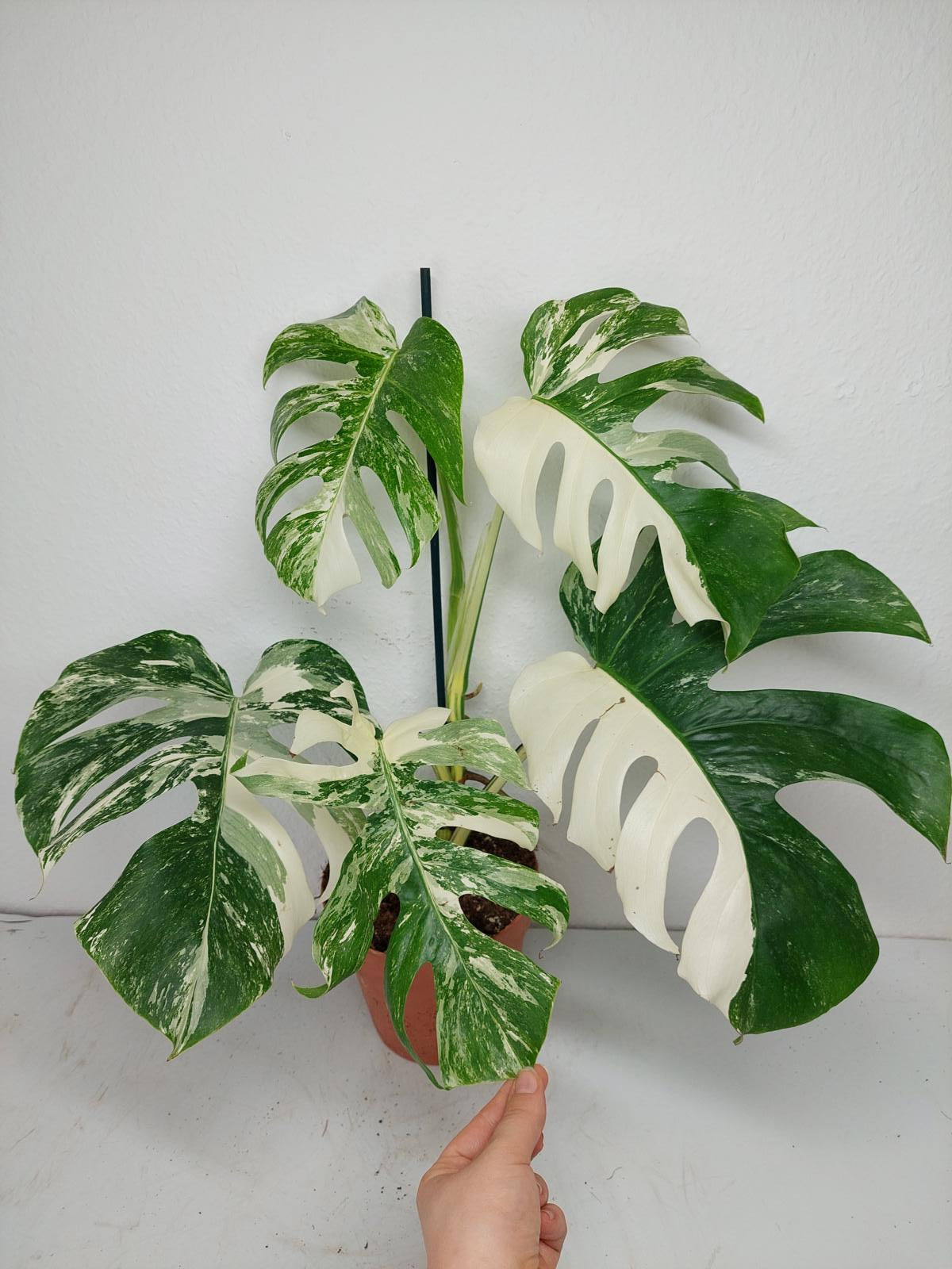 Monstera Variegata (zum aussuchen)