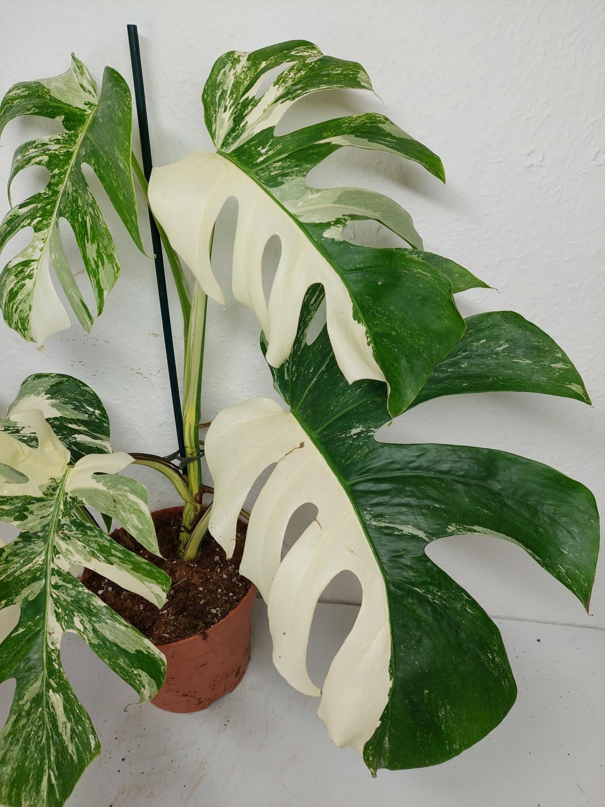 Monstera Variegata (zum aussuchen)