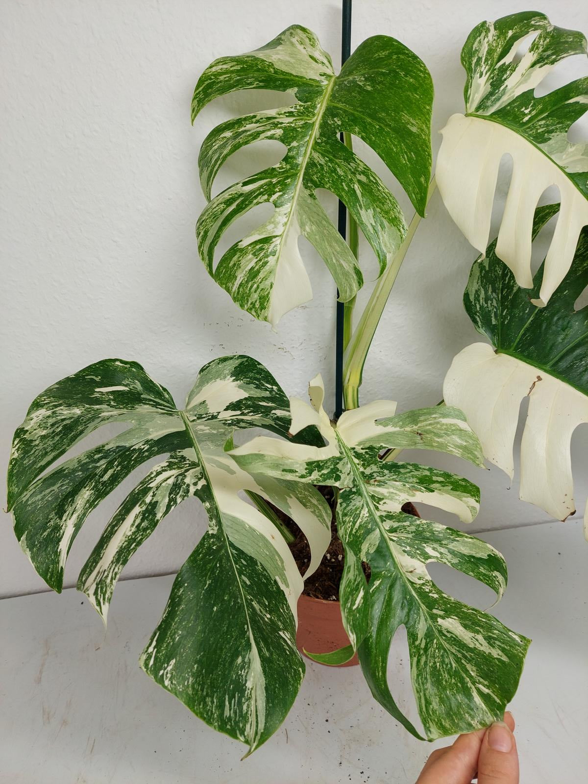 Monstera Variegata (zum aussuchen)