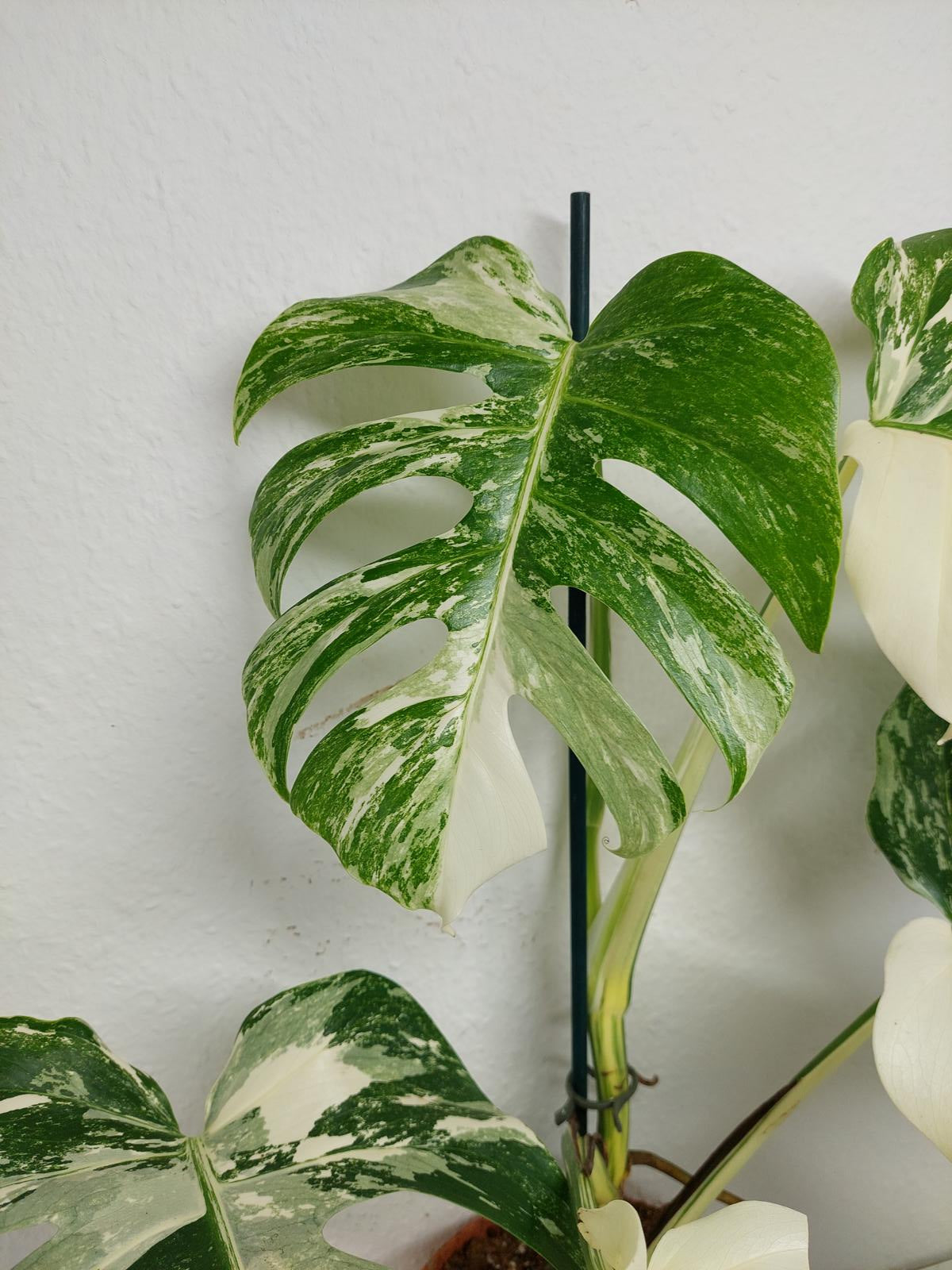 Monstera Variegata (zum aussuchen)