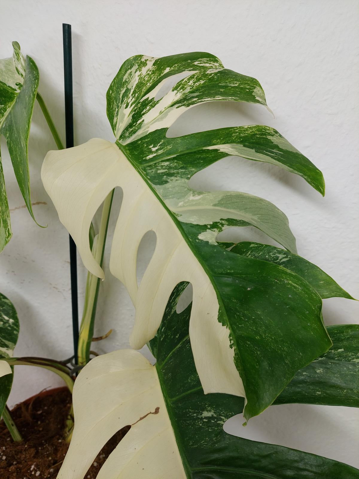 Monstera Variegata (zum aussuchen)