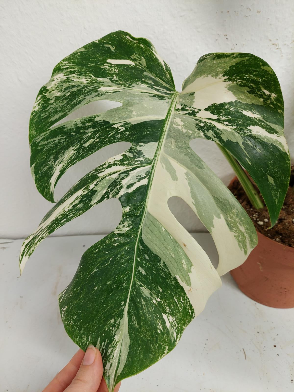 Monstera Variegata (zum aussuchen)