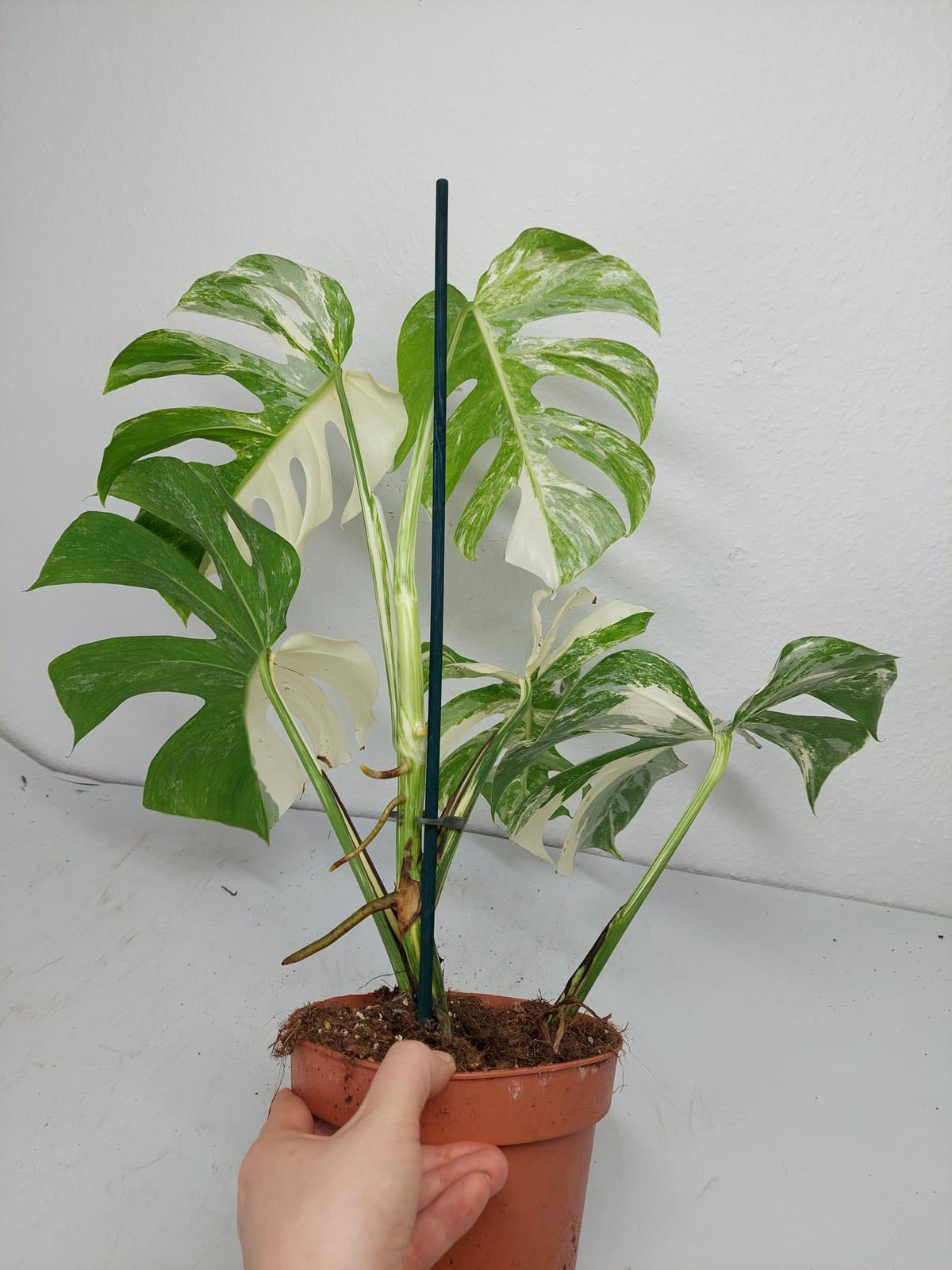 Monstera Variegata (zum aussuchen)