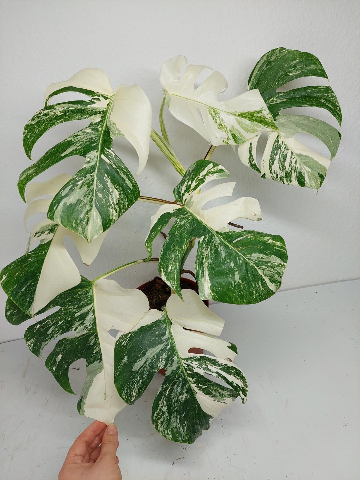 Monstera Variegata (zum aussuchen)