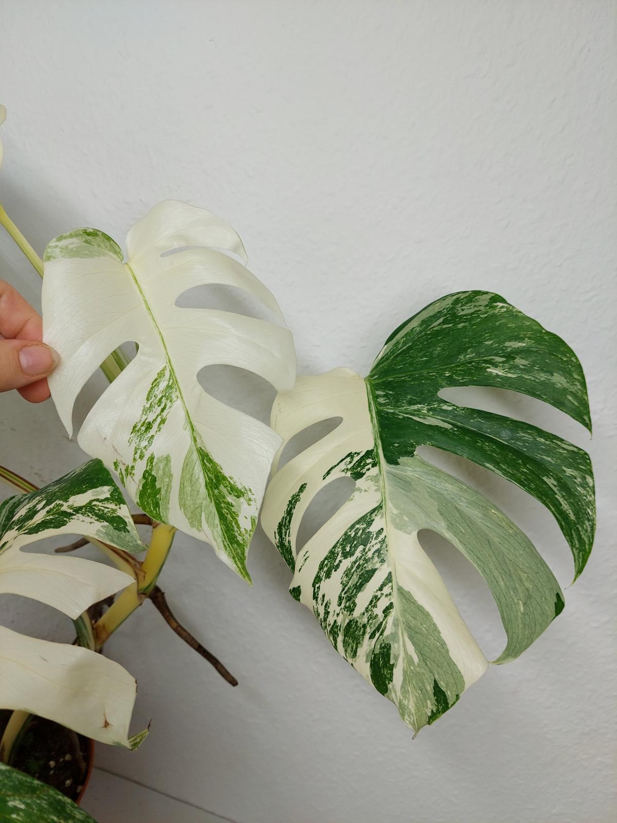 Monstera Variegata (zum aussuchen)