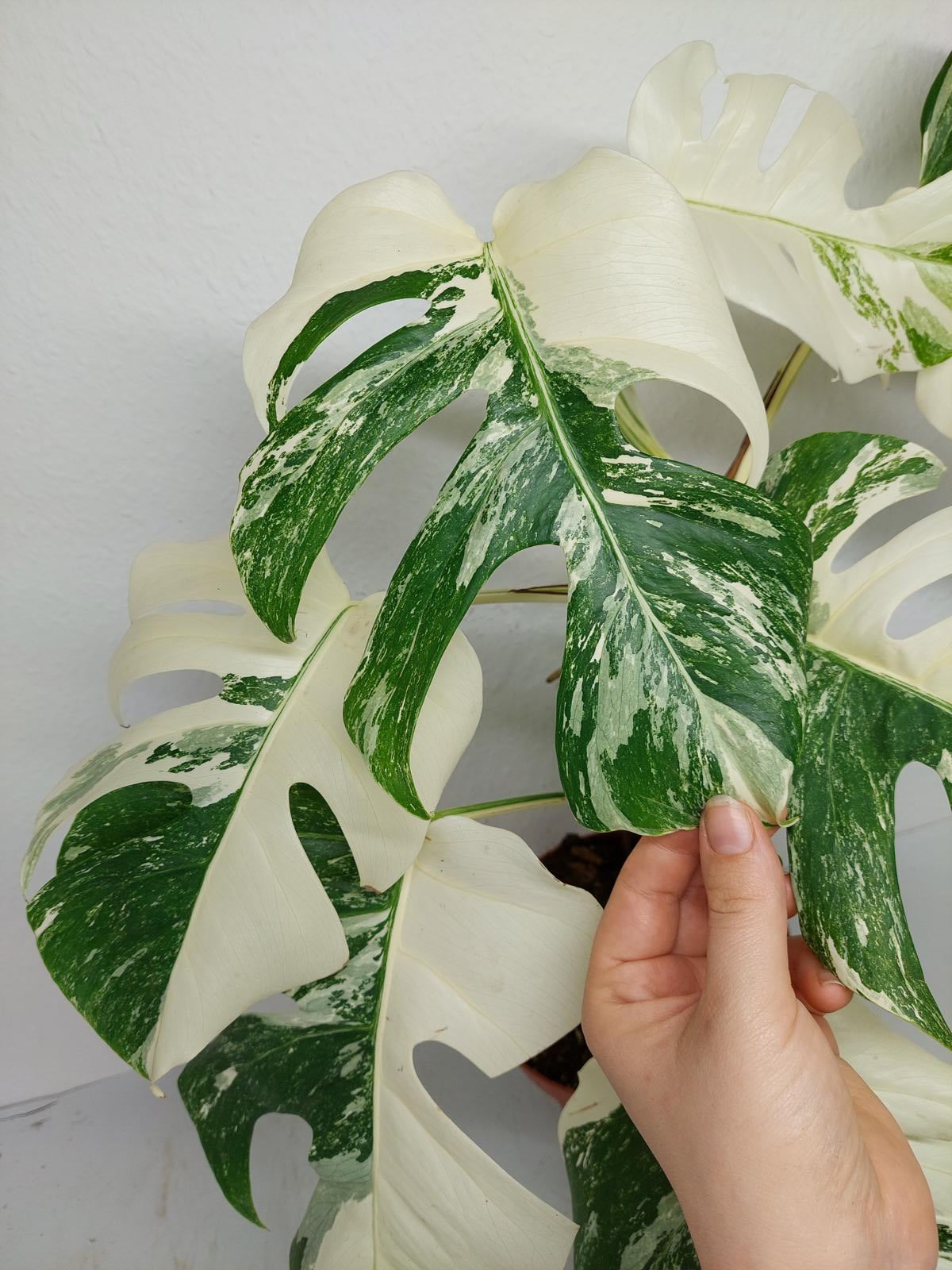 Monstera Variegata (zum aussuchen)