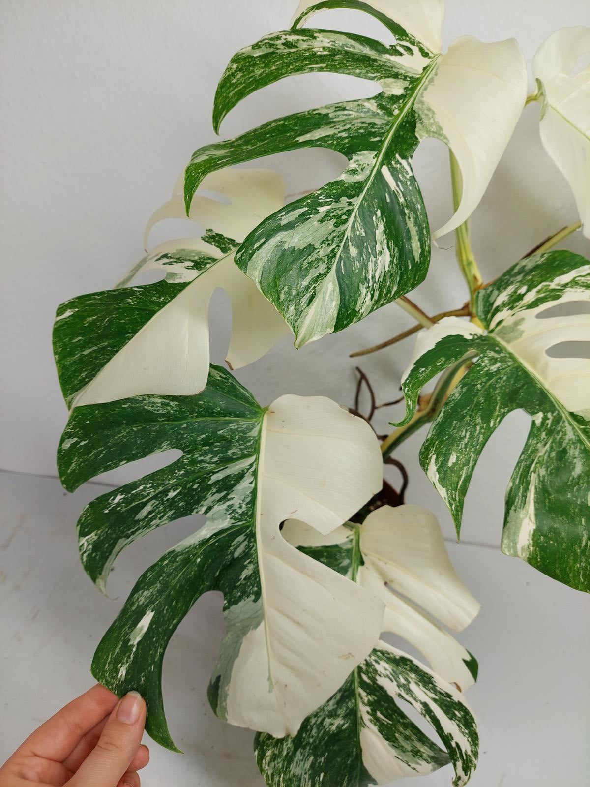 Monstera Variegata (zum aussuchen)