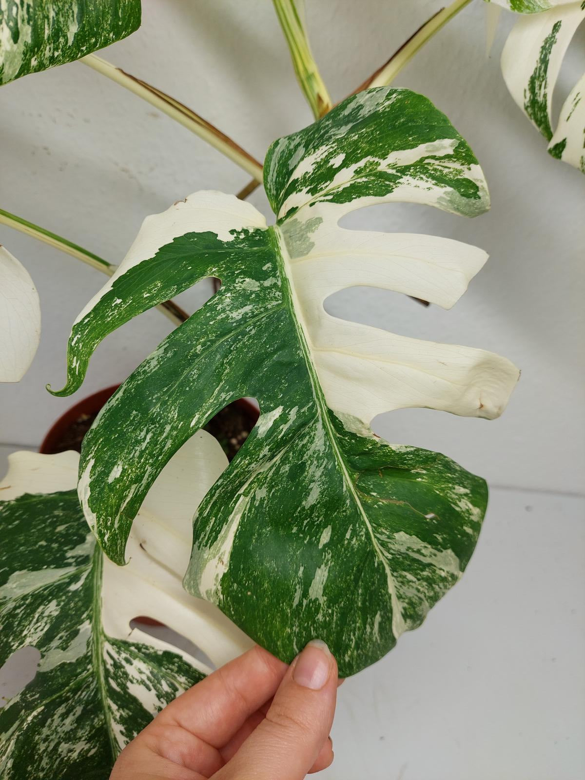 Monstera Variegata (zum aussuchen)