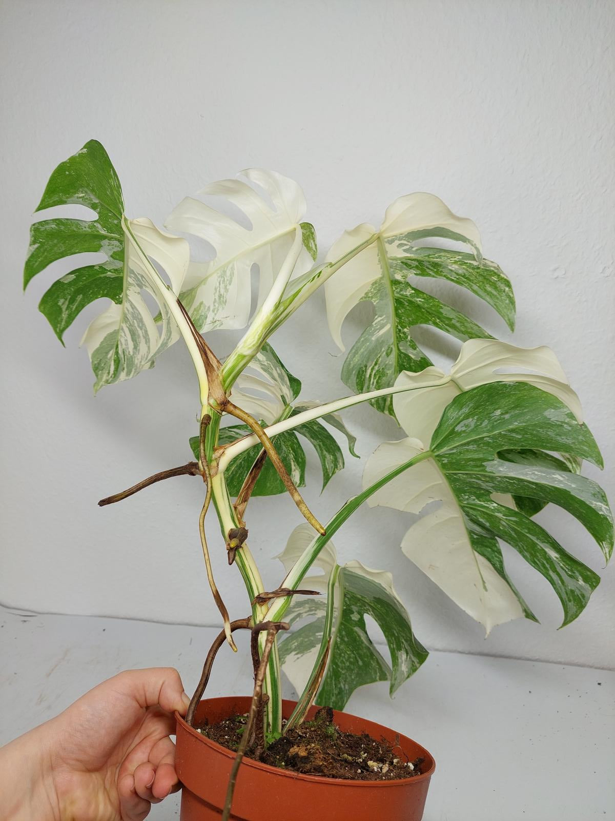 Monstera Variegata (zum aussuchen)