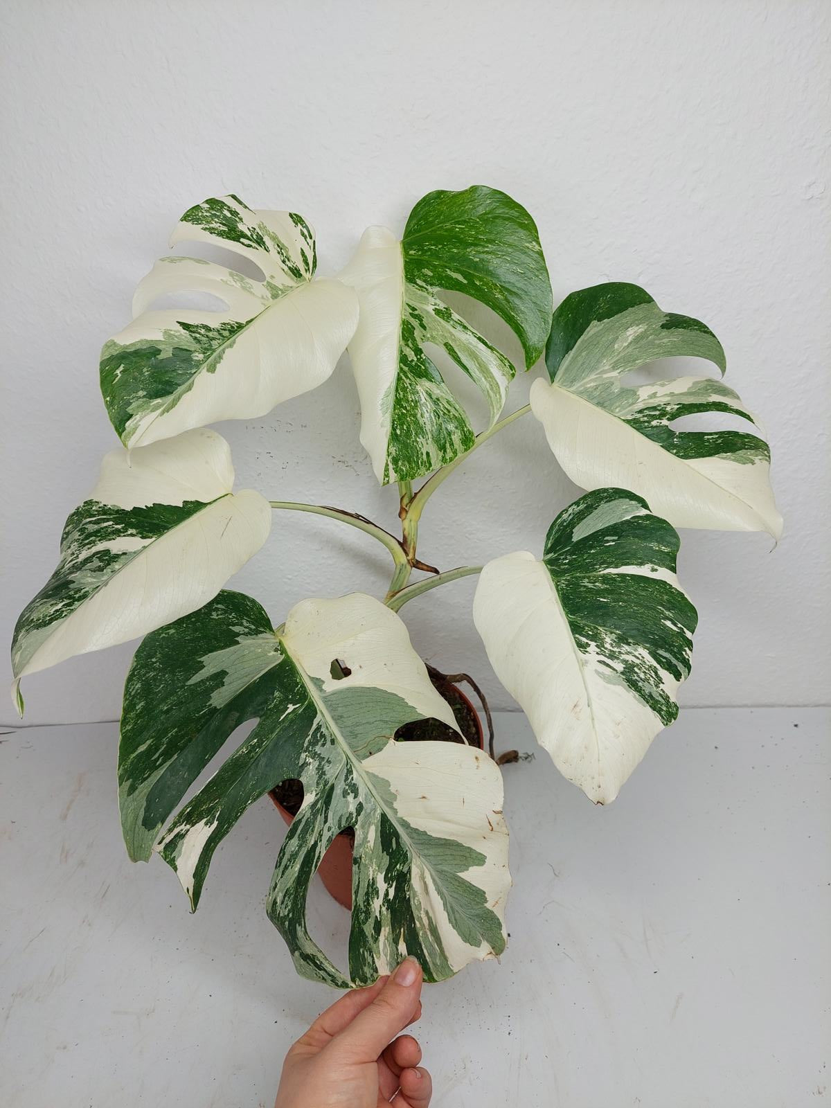 Monstera Variegata (zum aussuchen)