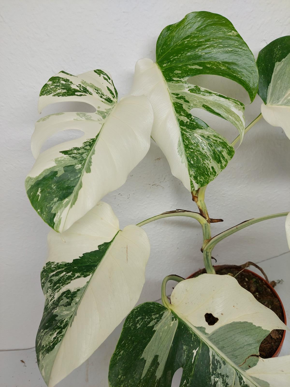 Monstera Variegata (zum aussuchen)