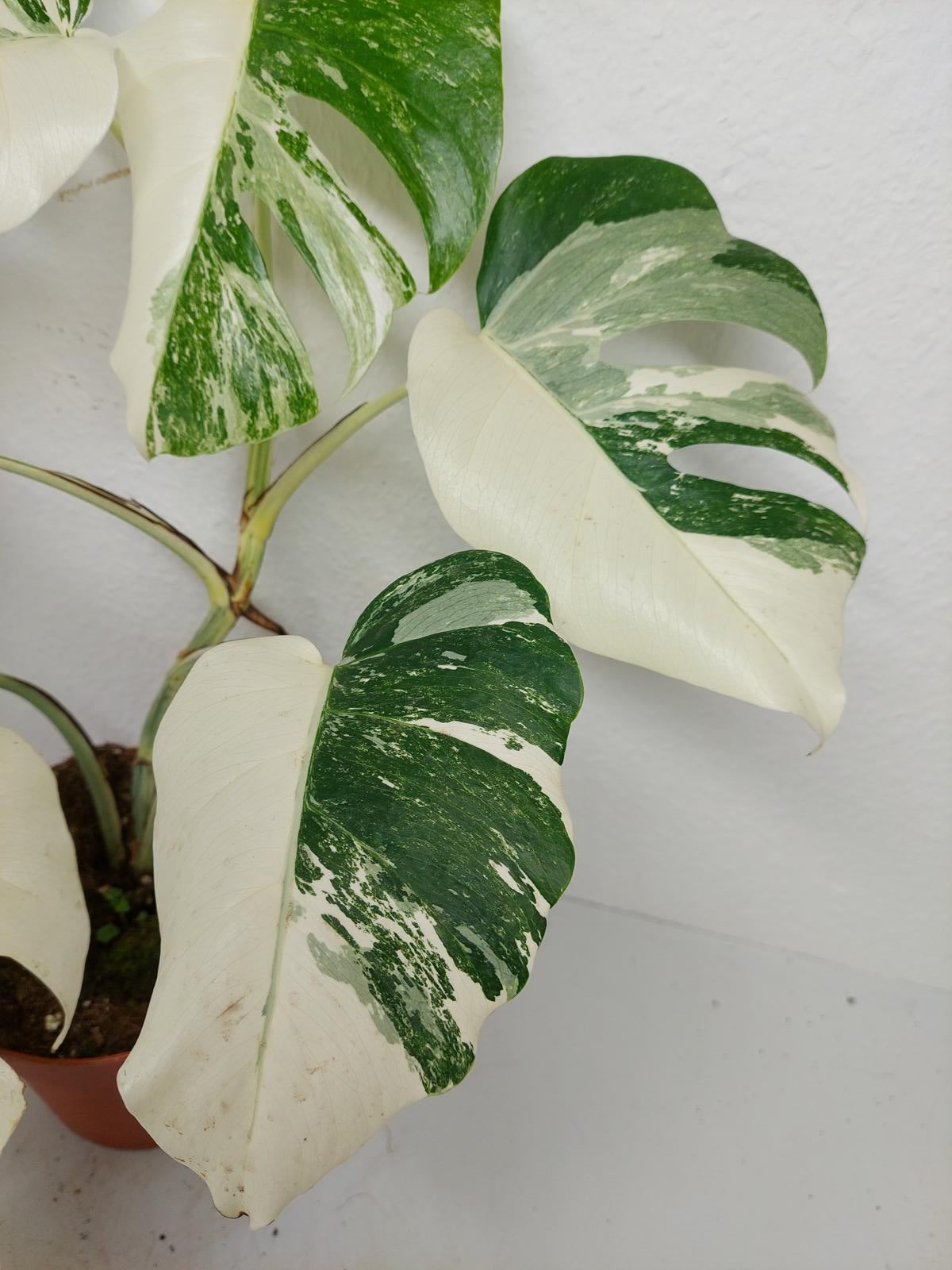 Monstera Variegata (zum aussuchen)